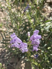 Penstemon sepalulus
