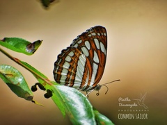 Neptis hylas varmona