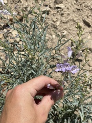 Penstemon sepalulus