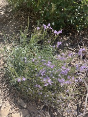 Penstemon sepalulus