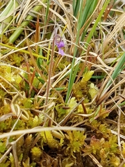 Pinguicula villosa