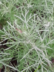 Artemisia jacutica