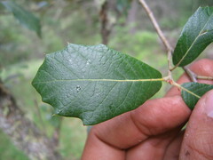 Quercus sideroxyla