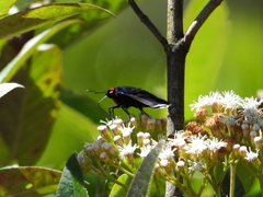 Passova nigrocephala