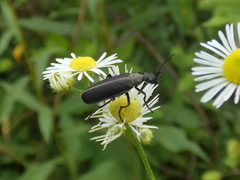 Epicauta atrata