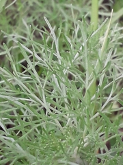Artemisia jacutica