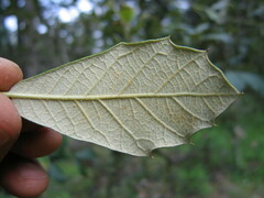 Quercus sideroxyla