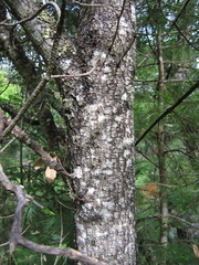 Quercus sideroxyla