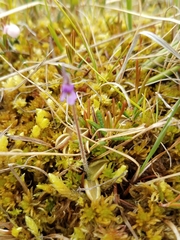 Pinguicula villosa