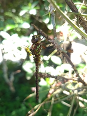 Rhionaeschna psilus