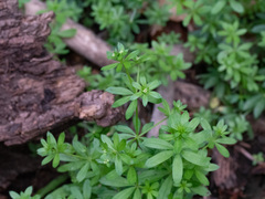 Galium mexicanum