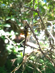 Rhionaeschna psilus