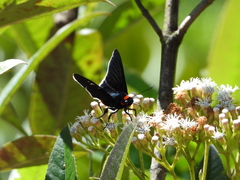 Passova nigrocephala