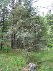 Quercus sideroxyla