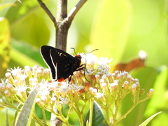 Passova nigrocephala