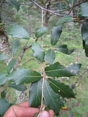 Quercus sideroxyla