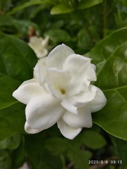 Jasminum sambac