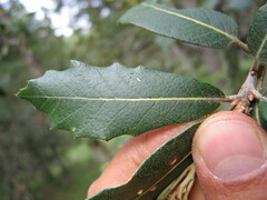 Quercus sideroxyla