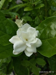 Jasminum sambac