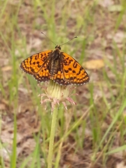 Melitaea latonigena