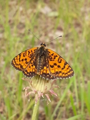 Melitaea latonigena