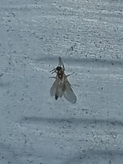 Brachymyrmex depilis