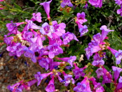 Penstemon azureus