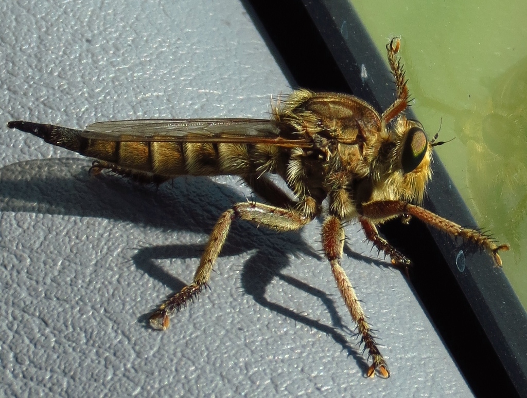Texas Lion Fly