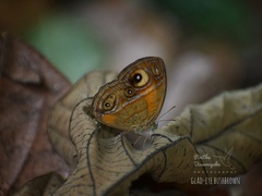 Mycalesis patnia