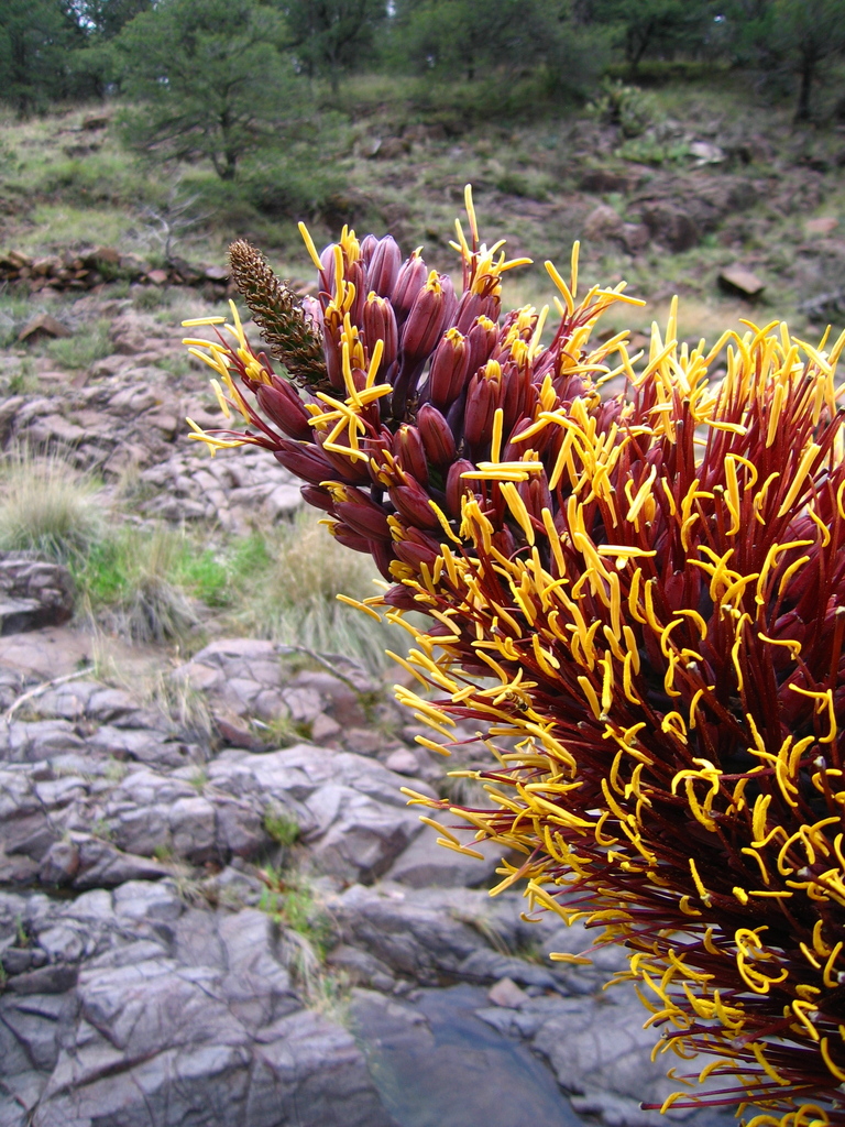Agave potrerana