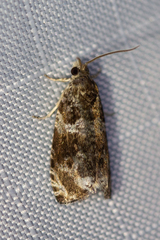 Olethreutes appendiceum