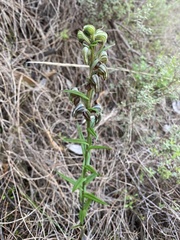 Pterostylis sanguinea