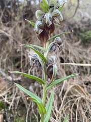 Pterostylis sanguinea
