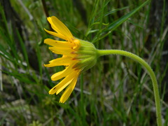 Arnica fulgens