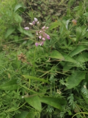 Allium rubens