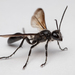 Mexican Grass-carrying Wasp - Photo (c) DiegoH, some rights reserved (CC BY), uploaded by DiegoH