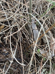 Pterostylis sanguinea