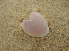 Semicassis semigranosa