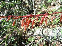 Hesperaloe parviflora