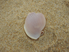 Semicassis semigranosa