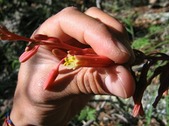 Hesperaloe parviflora
