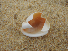 Semicassis semigranosa