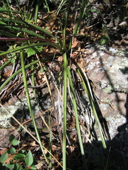 Hesperaloe parviflora