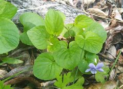 Viola sacchalinensis