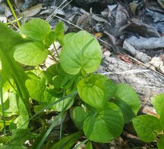 Viola sacchalinensis