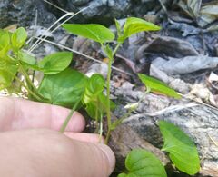 Viola sacchalinensis