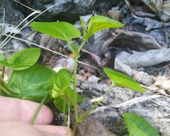 Viola sacchalinensis