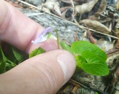 Viola sacchalinensis