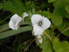 Calochortus elegans
