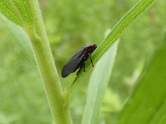 Prosapia ignipectus